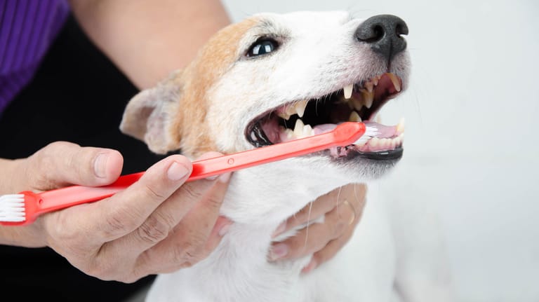 Zahnreinigung beim Hund: Rund 80 Prozent aller Hunde leiden unter Zahnproblemen.
