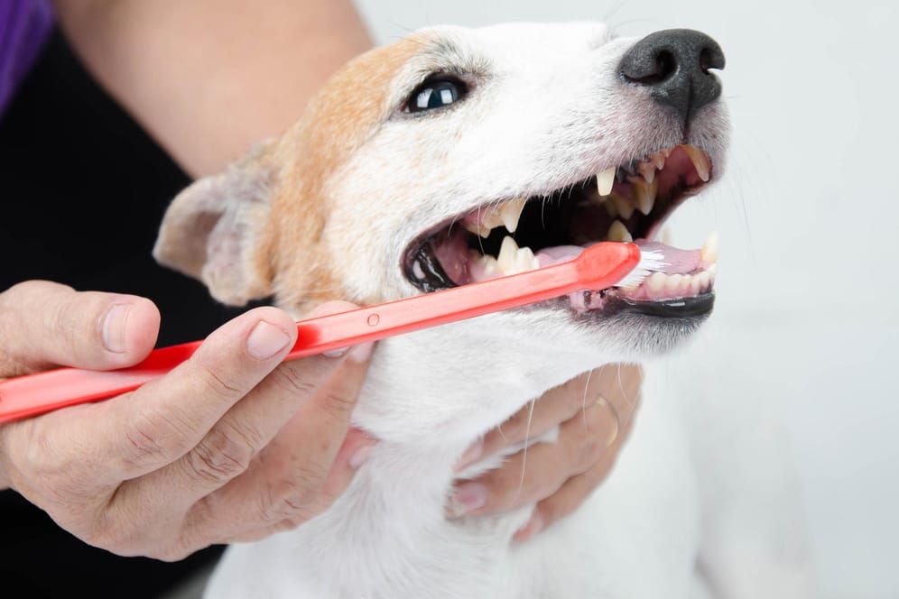 Zahnreinigung beim Hund: Rund 80 Prozent aller Hunde leiden unter Zahnproblemen.