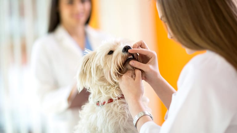 Kleiner Hund beim Tierarzt: Fehlstellungen im Kiefer können zu Zahnproblemen führen.