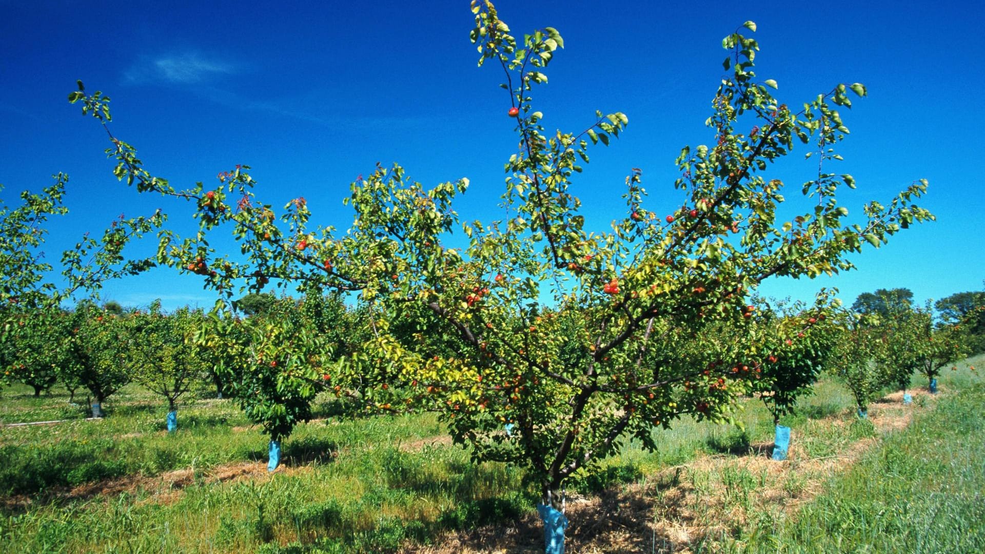 Obstbaum