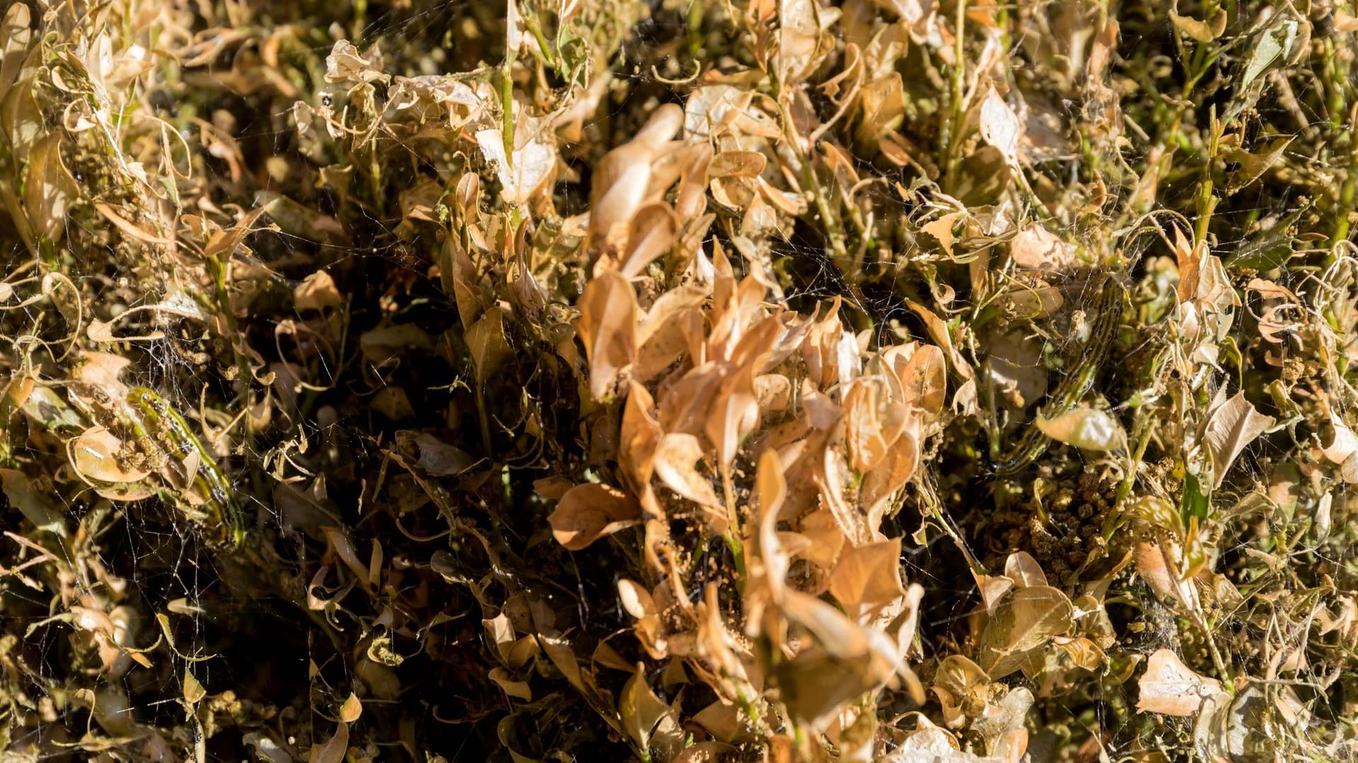 Buchsbaum: Der Zünsler kann in der Hecke große Schäden anrichten.