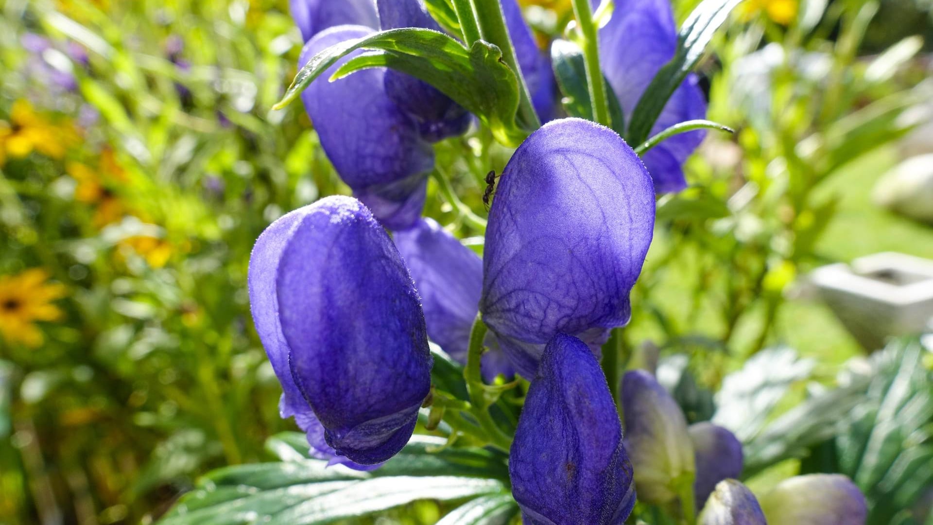 Herbsteisenhut: Diese Schattenpflanzen hat schöne Blüten ist aber giftig.