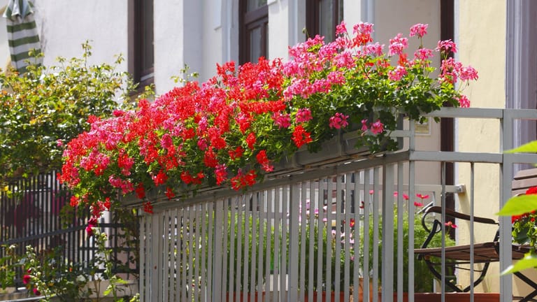 Geranien auf einem Balkon: Die roten Blüher gehören zu den beliebtesten Pflanzen der Deutschen.