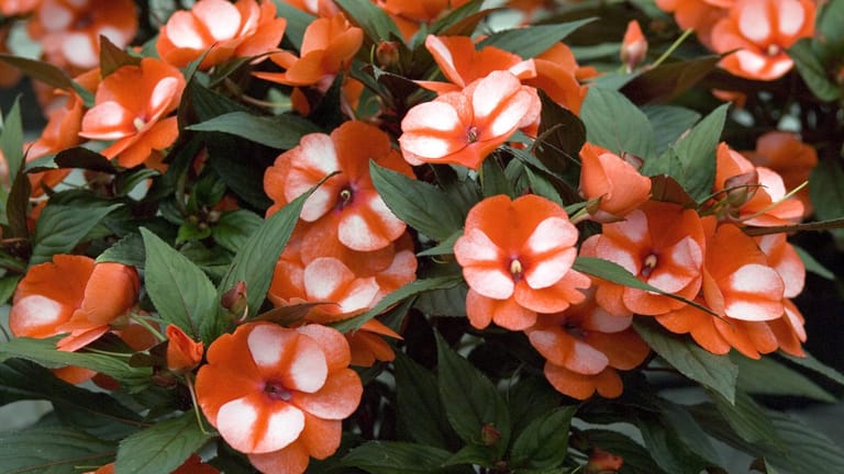 Fleißiges Lieschen: Bei guter Pflege bildet die Pflanze regelrechte Blütenkissen, die in großen Schalen besonders gut zur Geltung kommen.