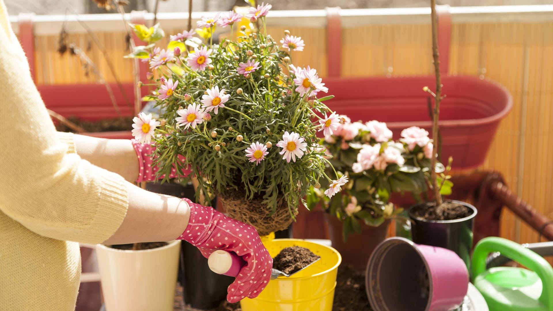 Frau topft Blumen um: Auf einem windigen Balkon können Triebe leicht abbrechen.