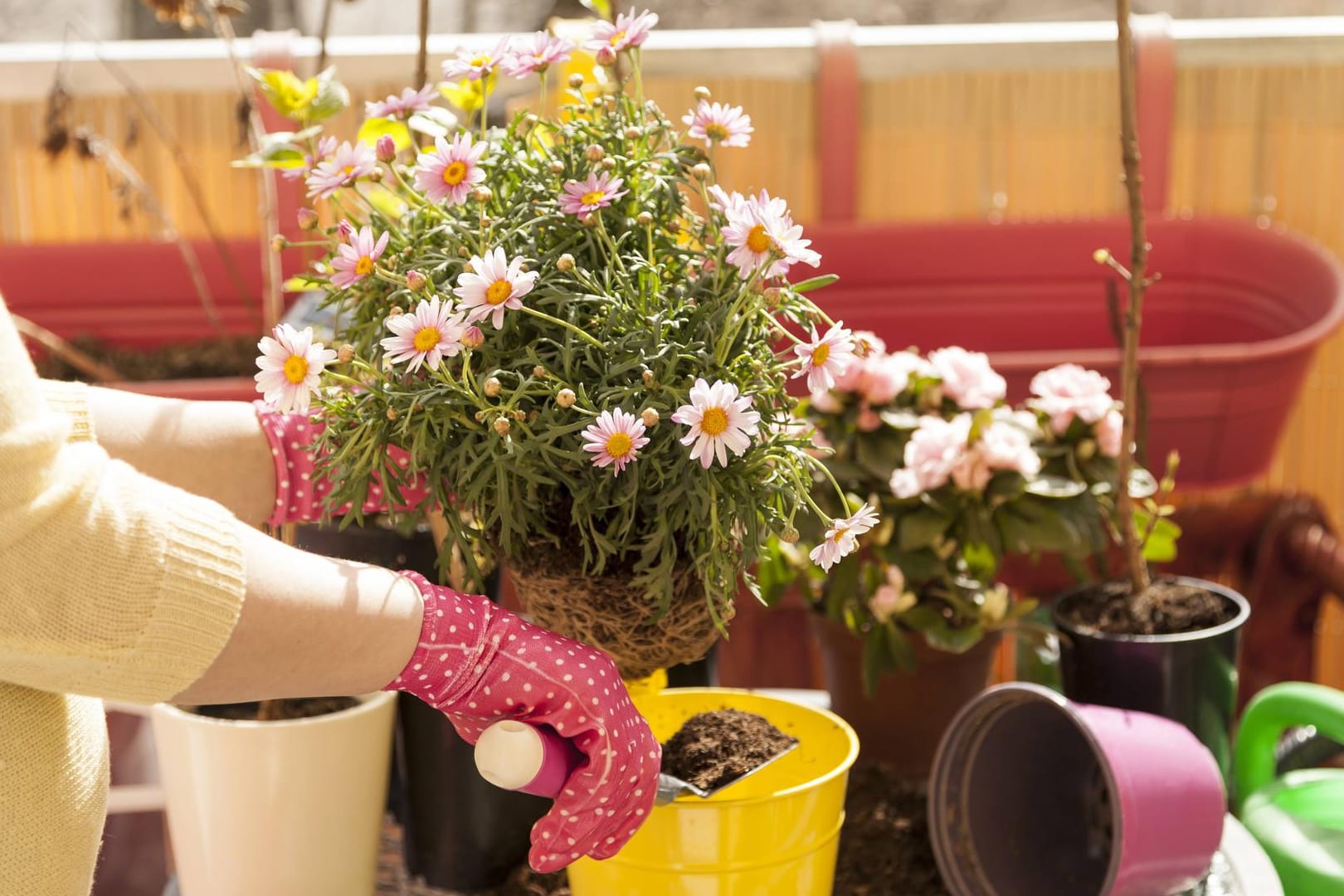 Frau topft Blumen um: Auf einem windigen Balkon können Triebe leicht abbrechen.