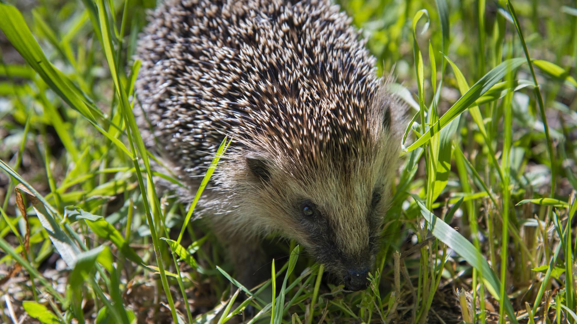 Wildtiere: Igel