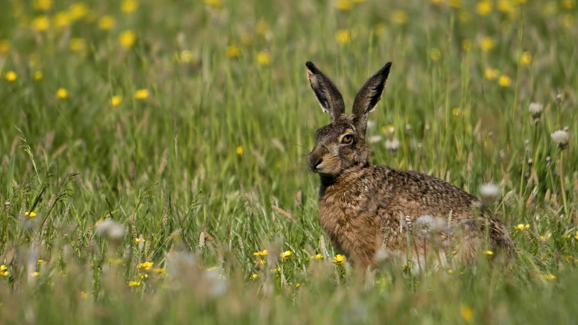 Wildtiere in Deutschland: Feldhasen