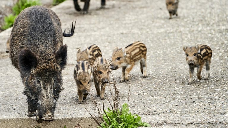 Wildtiere in Deutschland: Wildschweine