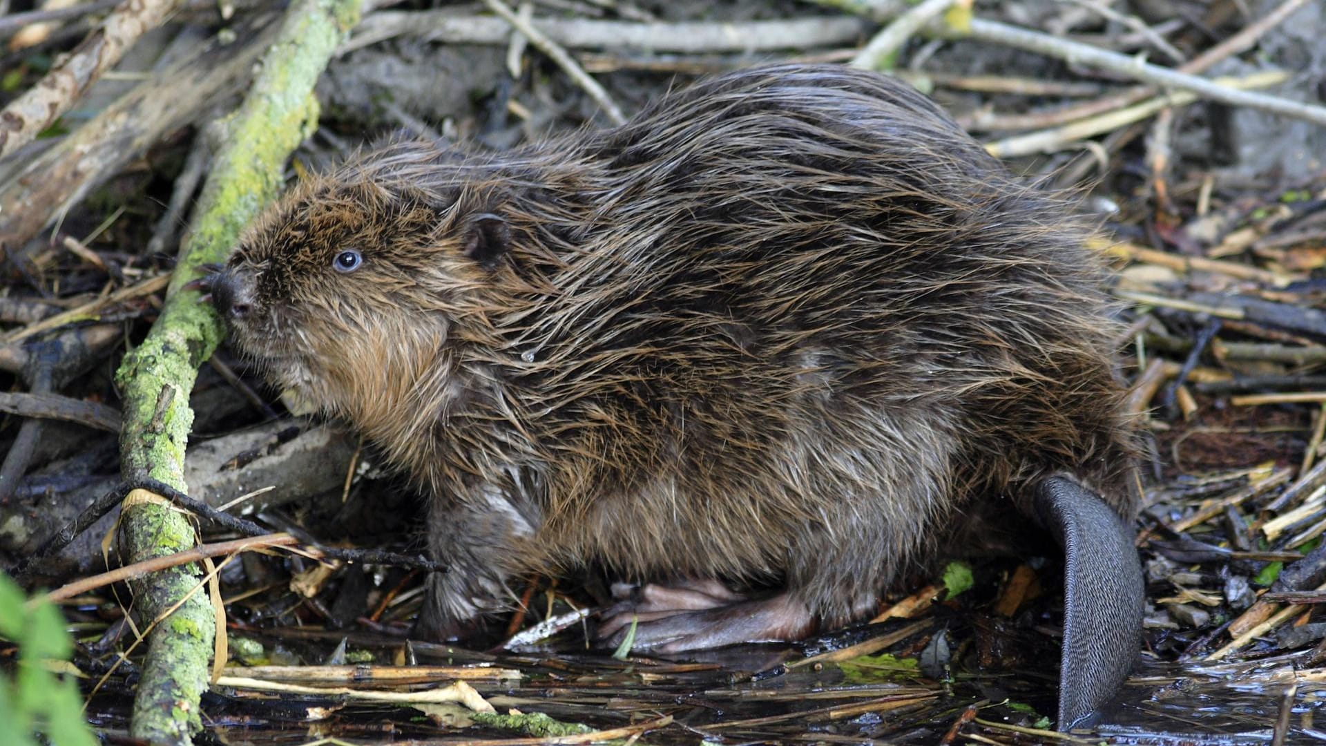 Wildtiere in Deutschland: Biber