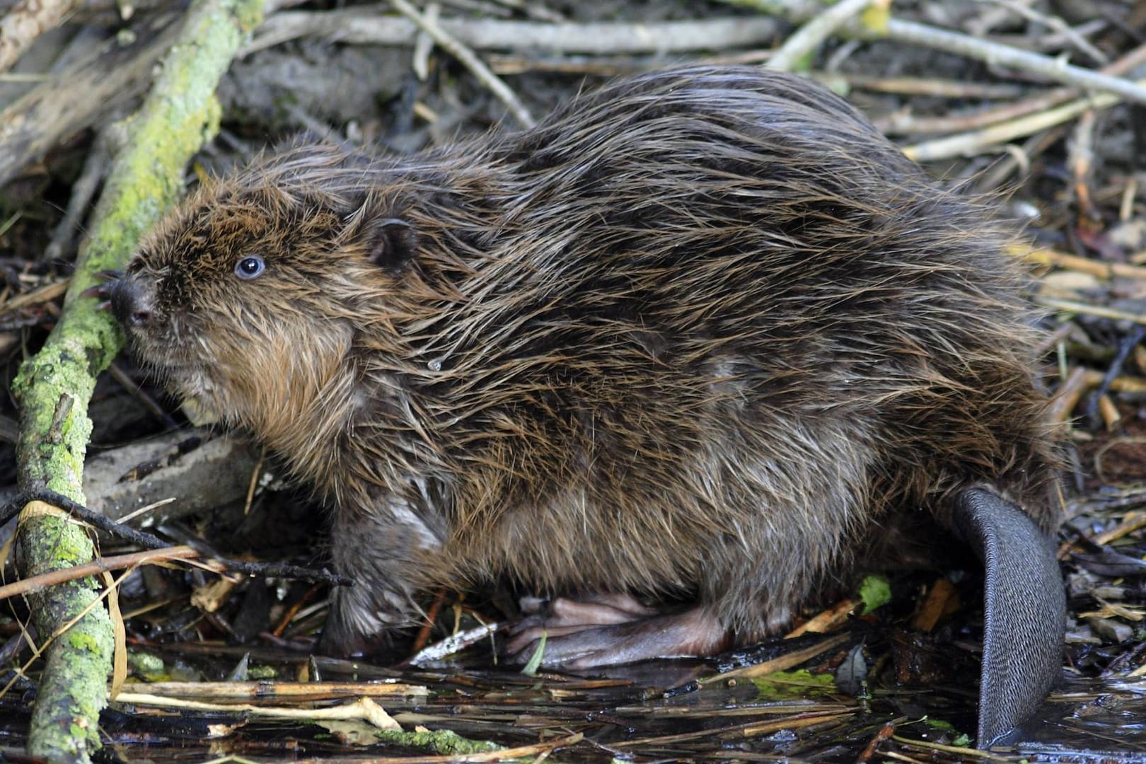 Wildtiere in Deutschland: Biber