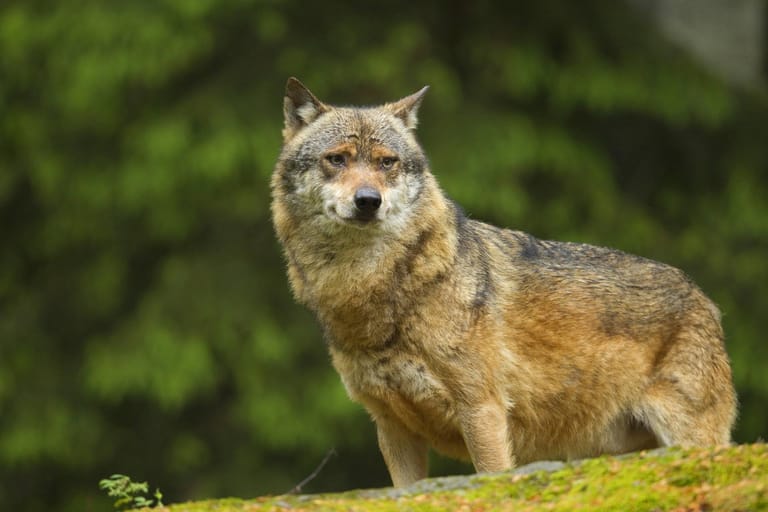 Wildtiere in Deutschland: Wölfe