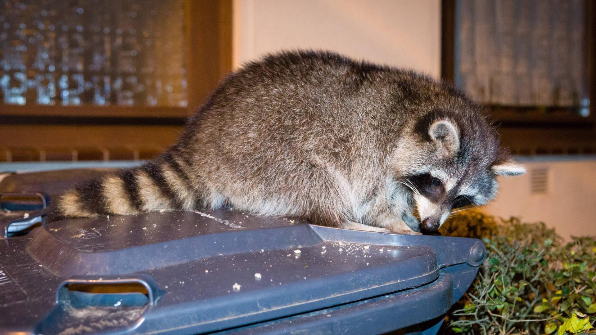 Waschbär auf einer Mülltonne: Die Tiere sind Kletterkünstler und können auch ohne Probleme an Haushaltsabfälle gelangen.