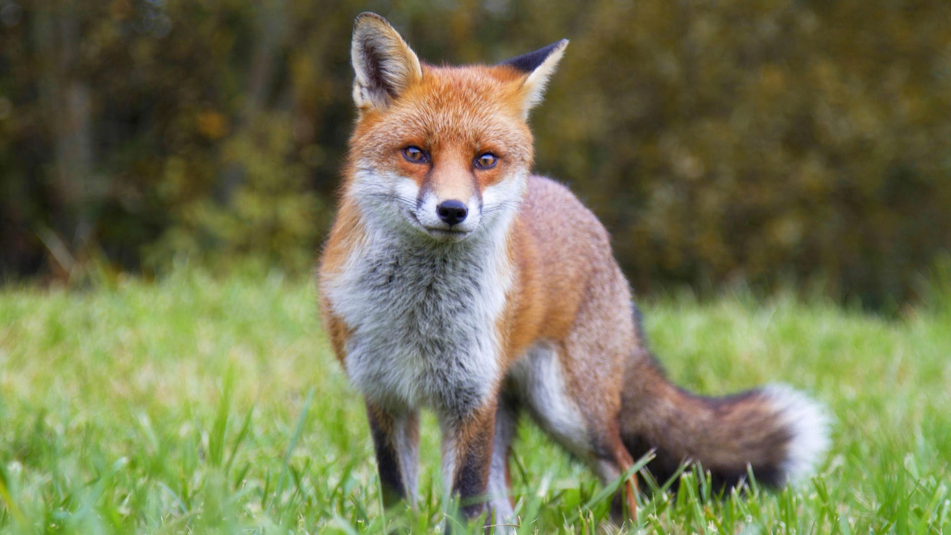 Rotfuchs: In Deutschland sind die Wildtiere längst auch in Städten heimisch.