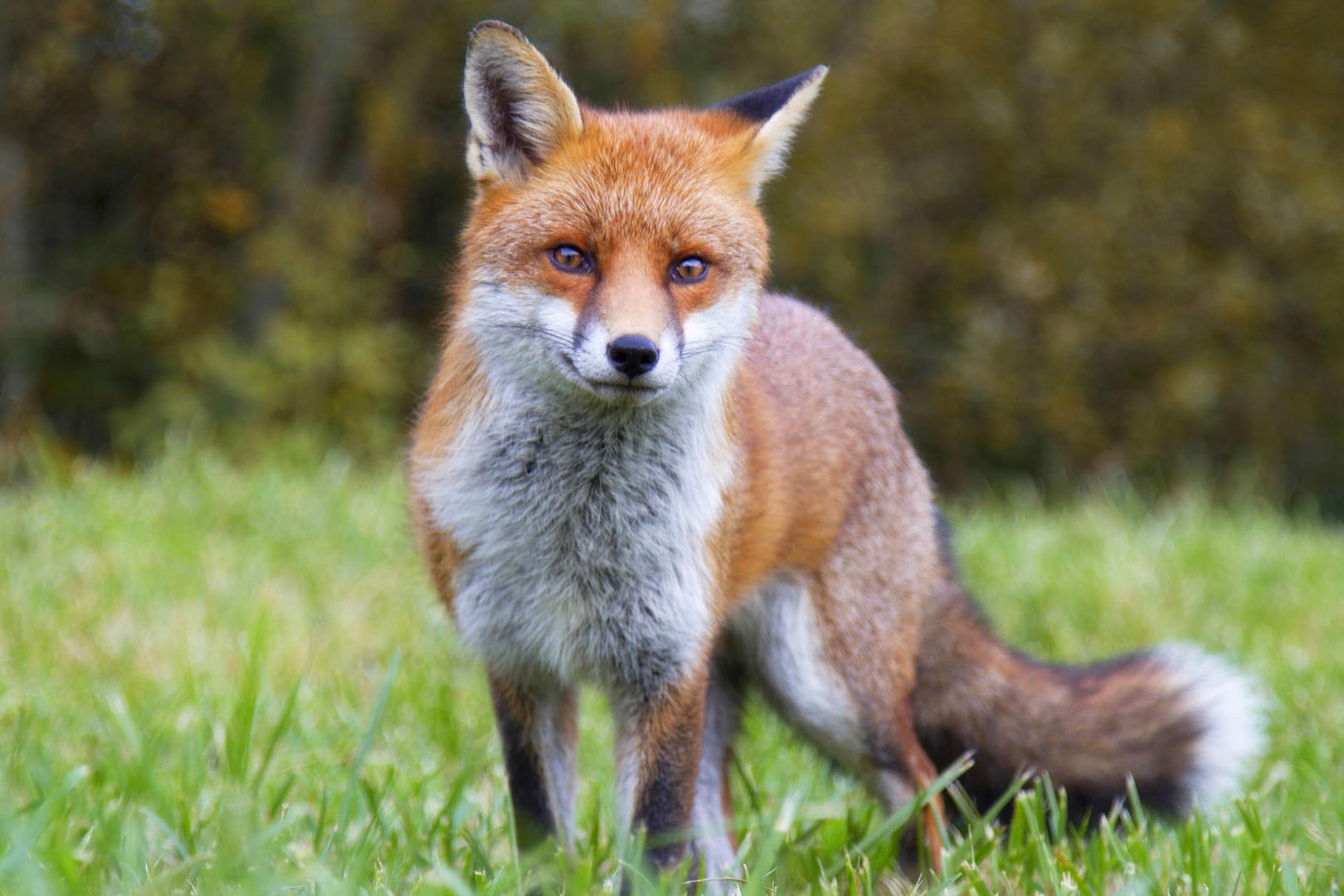 Rotfuchs: In Deutschland sind die Wildtiere längst auch in Städten heimisch.