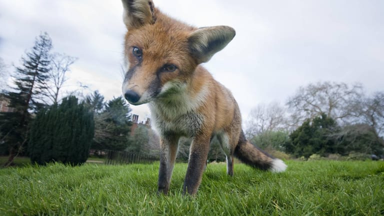 Fuchs im Garten: Für Kleintiere kann das Wildtier gefährlich werden – Gehege sollten gut gesichert sein.