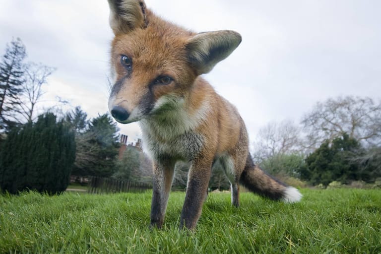 Fuchs im Garten: Für Kleintiere kann das Wildtier gefährlich werden – Gehege sollten gut gesichert sein.