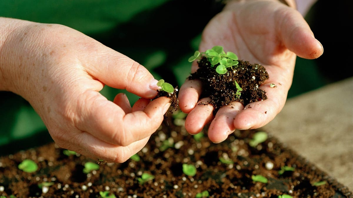 Kalender Gartenarbeit Das ist im Mai im Garten zu erledigen