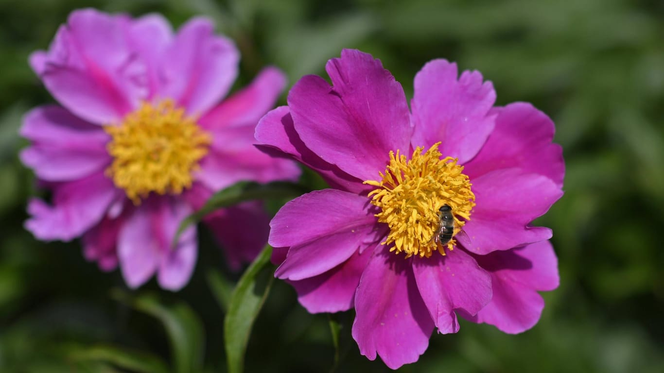 Blühendes Blumenbeet: Pfingstrosen (Paeonia) brauchen jetzt eine Stütze.