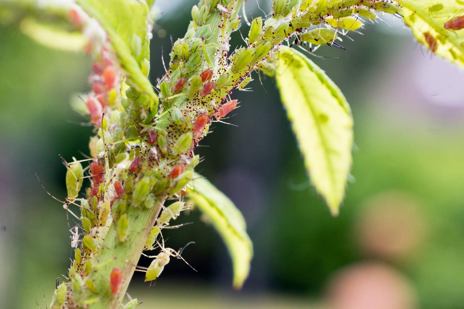 Blattläuse auf Rosen: Die Aphidoidea gehören zu den Sternorrhyncha.