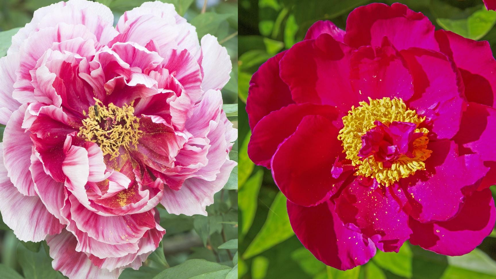 Blüten der Pfingstrosenarten: Die Strauchpfingstrose (Paeonia suffruticosa, links) und die Bauernpfingstrose (Paeonia officinalis, rechts) unterscheiden sich deutlich in ihrer Blütenform.