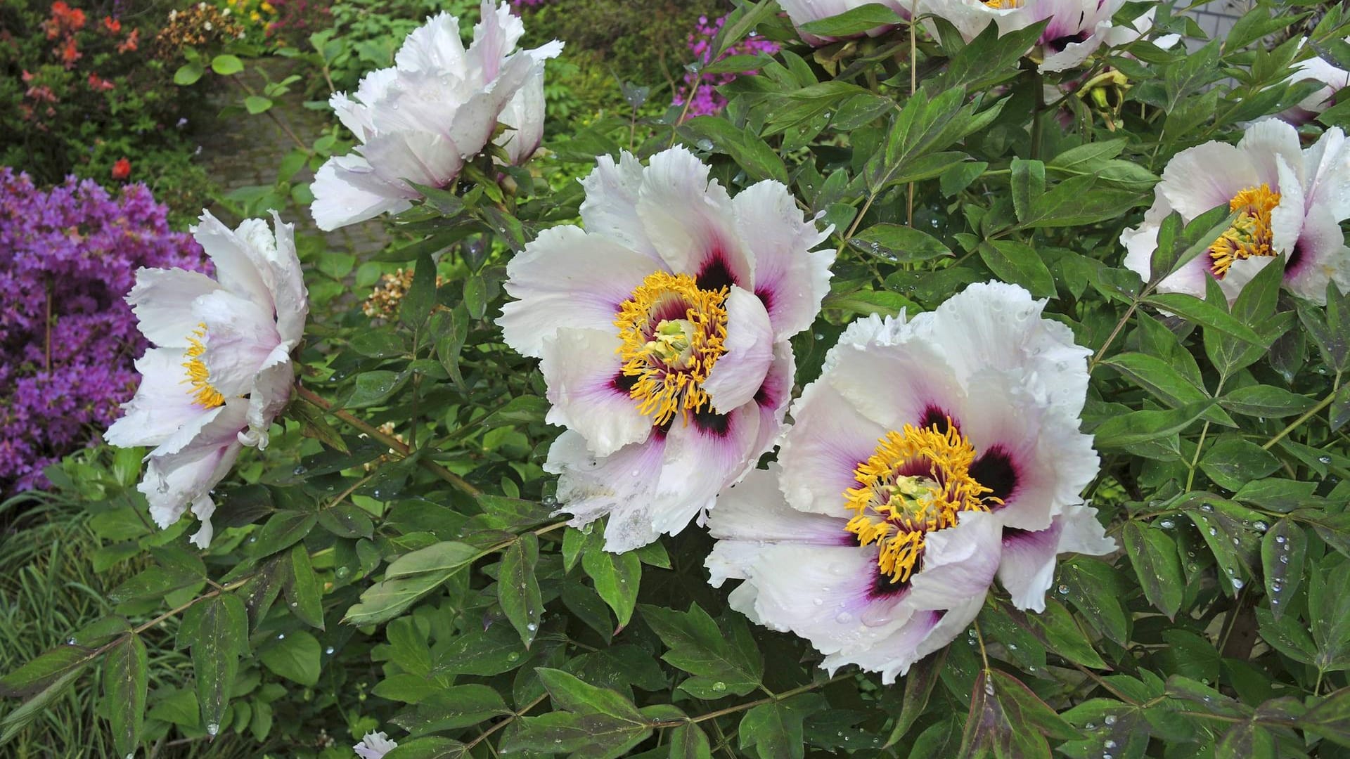 Rockii-Strauchpfingstrose: Diese Art der Pfingstrose ist an den dunkleren Flecken in der Blüte leicht zu erkennen.