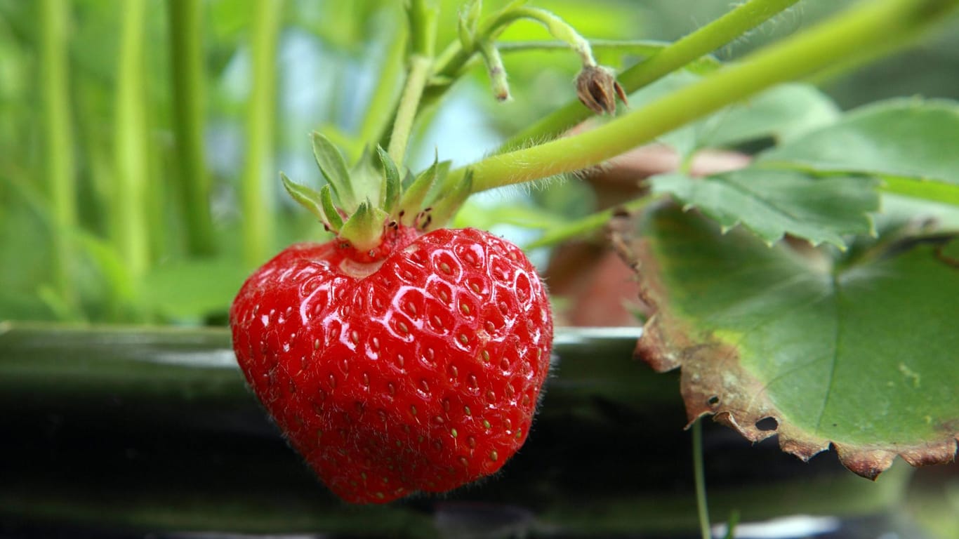Erdbeerpflanze: Jede Art der Sommerfrucht hat einen anderen Vorzug – einige haben große Früchte, andere wiederum sind sehr früh erntereif.
