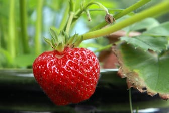 Erdbeerpflanze: Jede Art der Sommerfrucht hat einen anderen Vorzug – einige haben große Früchte, andere wiederum sind sehr früh erntereif.
