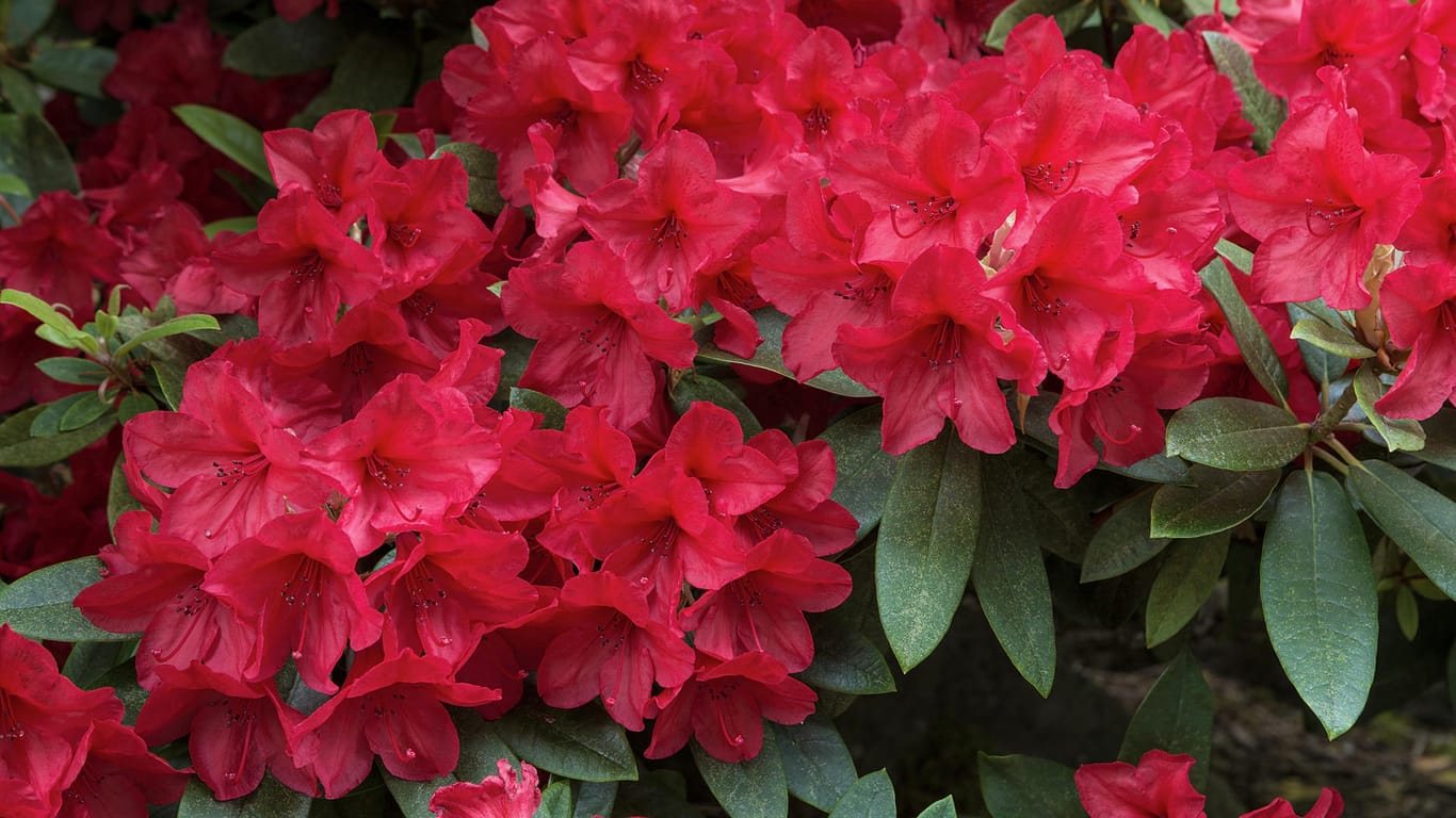 Roter Rhododendron: Die Blütezeit der meisten Sorten liegt zwischen April und Juni.