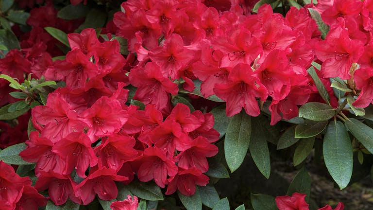 Roter Rhododendron: Die Blütezeit der meisten Sorten liegt zwischen April und Juni.