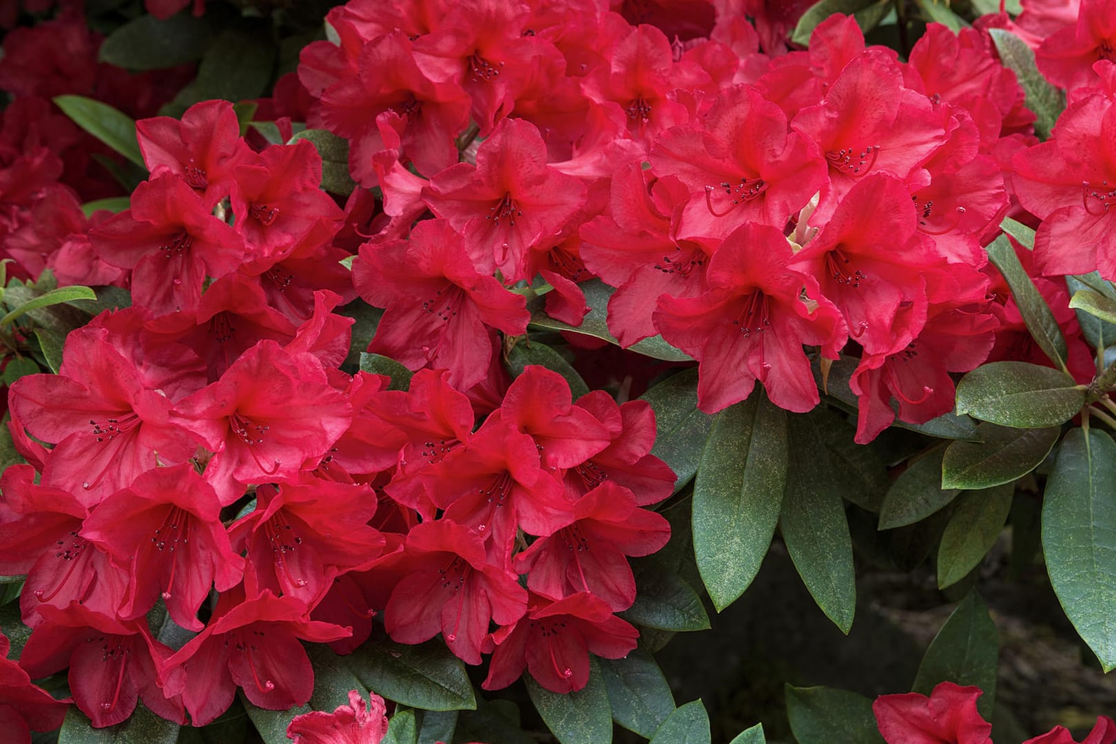 Roter Rhododendron: Die Blütezeit der meisten Sorten liegt zwischen April und Juni.