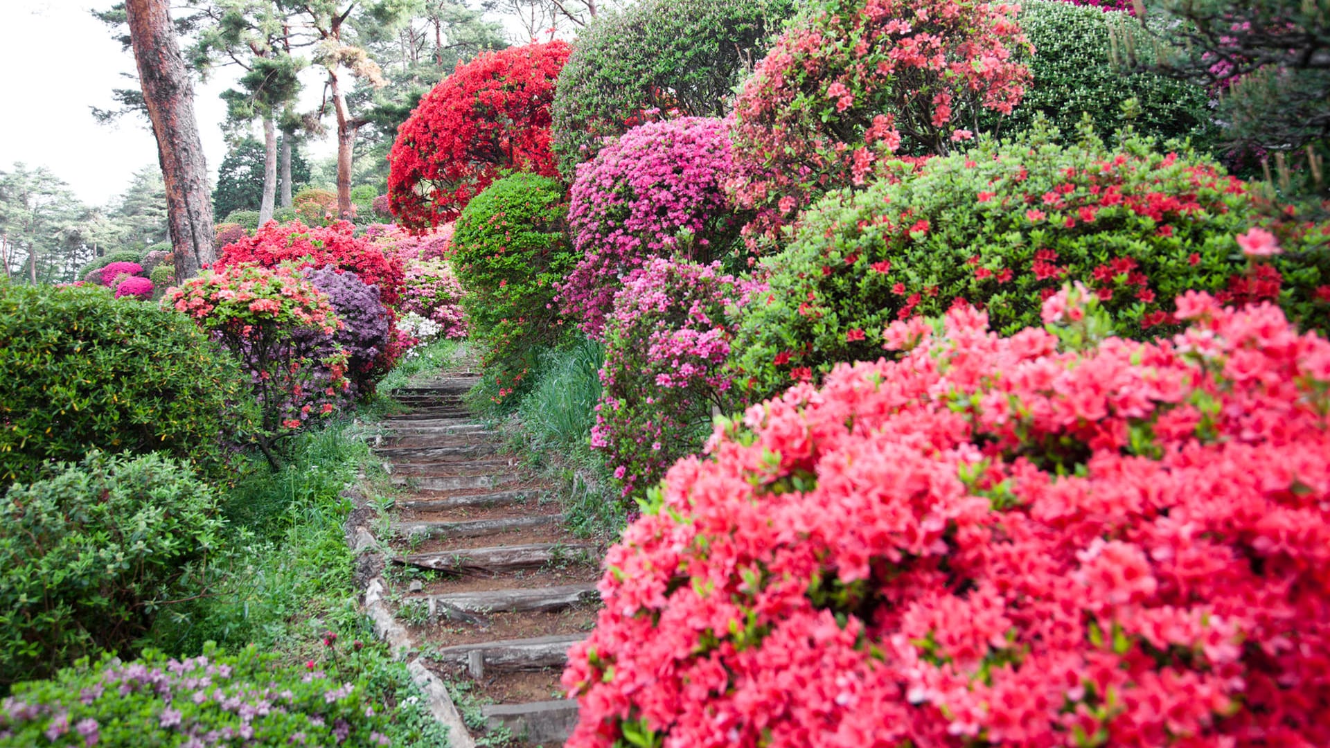 Azalea Garden