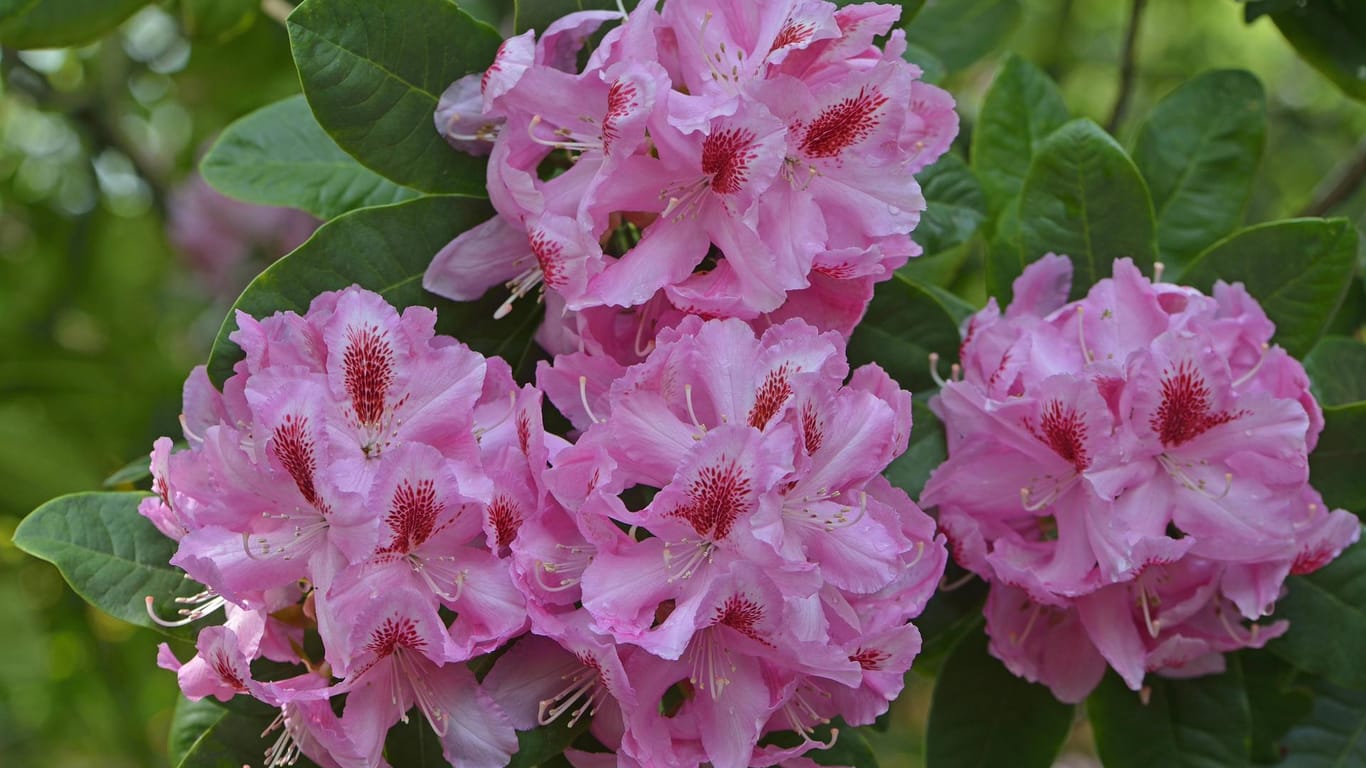 Rhododendron: Die Sorte Rhododendron Furnivall's Daughter zählt zu den Großblumingen Hybriden.