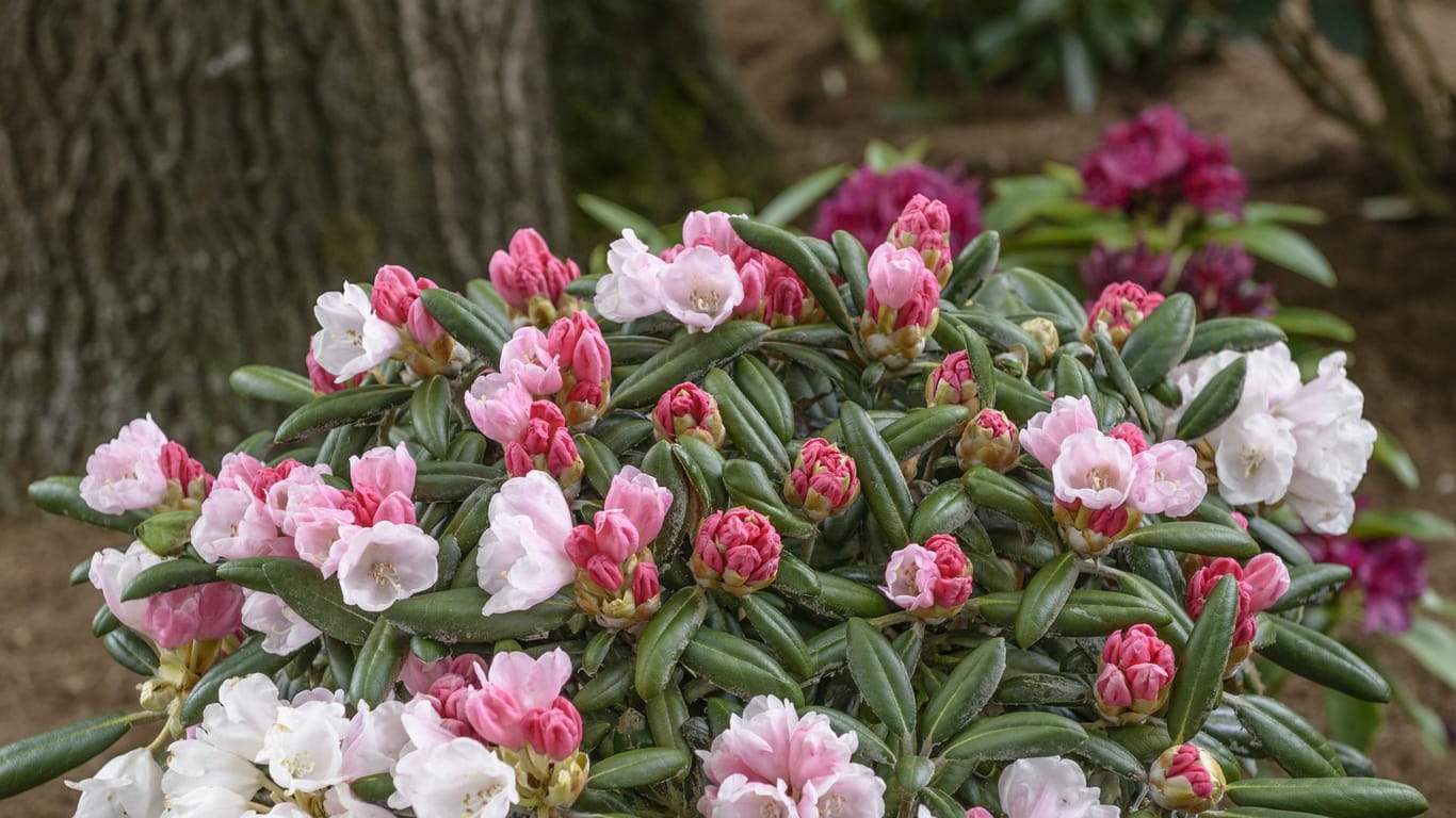 Yakushima-Rhododendron: Die Sorte Koichiro Wada eignet sich vor allem für kleine Gärten.