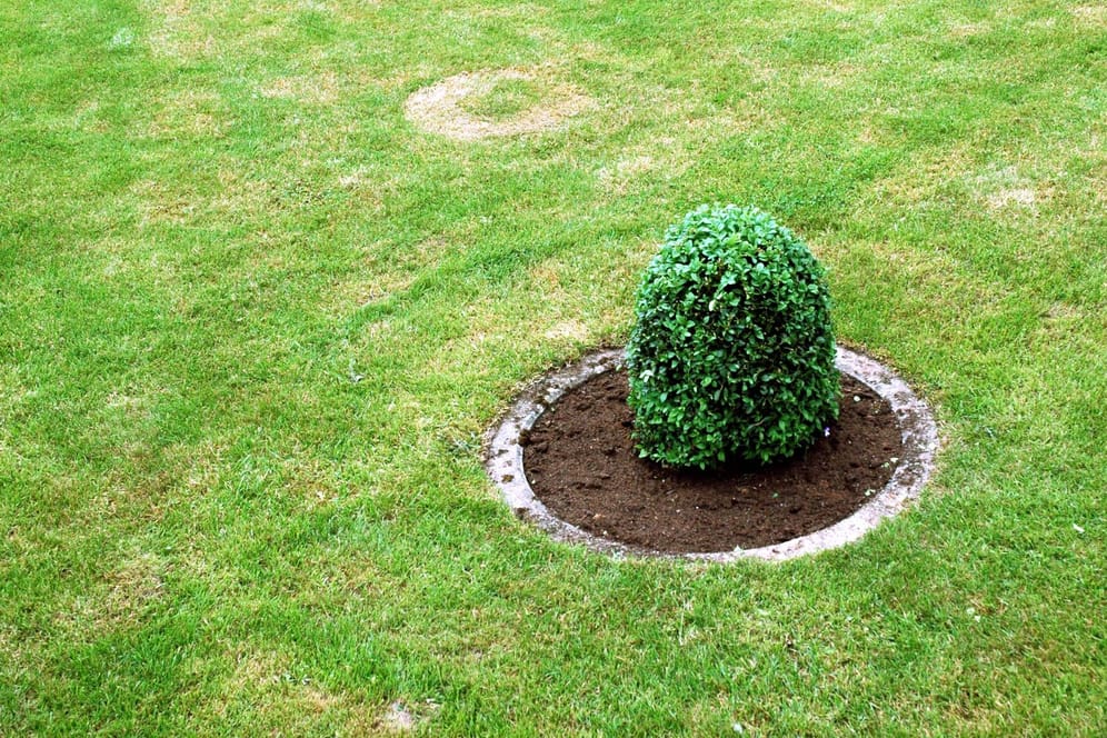 Ein Buchsbaum auf grünem Rasen: Mit wenigen Kniffen ist ein gut ausgesäter Rasen für jeden Hobbygärtner möglich.