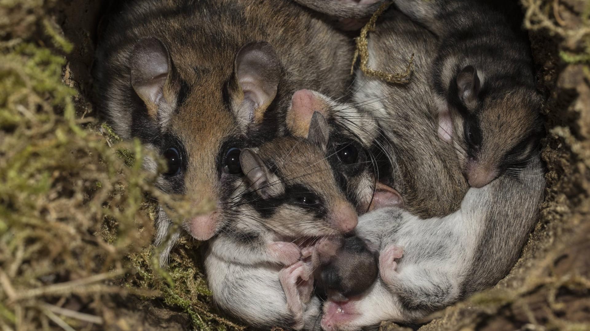 Erwachsene Siebenschläfer mit Jungtieren im Nest: Nach etwa 30 Tagen Tragzeit kommen meist vier bis sieben Junge zur Welt.