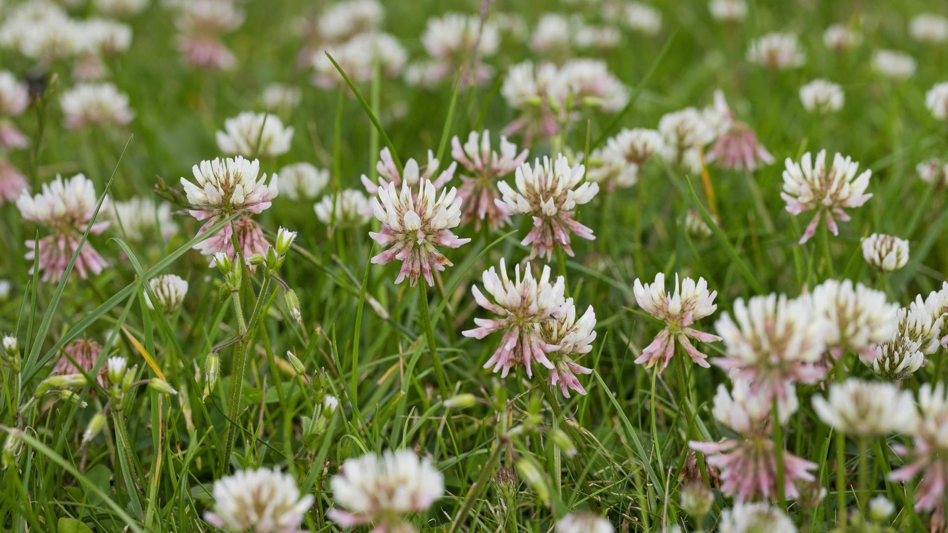 Kriechender Klee (Trifolium repens): Die Blüten des Unkrauts stören das Bild eines schön gepflegten Rasens.