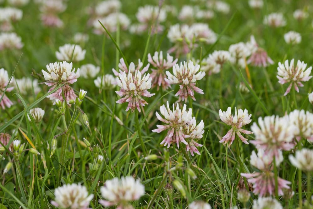 Kriechender Klee (Trifolium repens): Die Blüten des Unkrauts stören das Bild eines schön gepflegten Rasens.