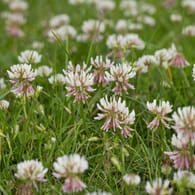 Kriechender Klee (Trifolium repens): Die Blüten des Unkrauts stören das Bild eines schön gepflegten Rasens.