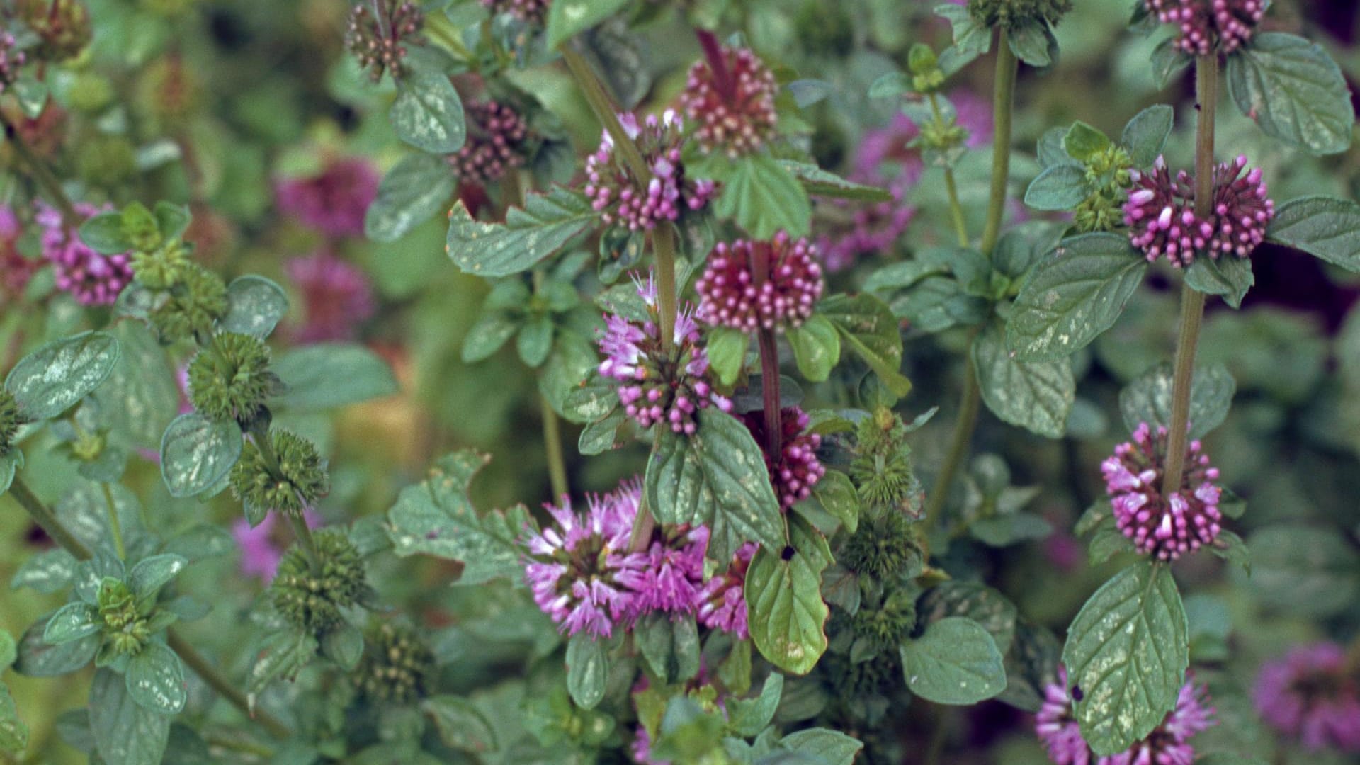 Poleiminze: Das Gewächs (Mentha pulegium) hat viel Ähnlichkeit mit der Pfefferminze, ist jedoch giftig. Achten Sie daher besonders auf die Blüten- und Blattform.