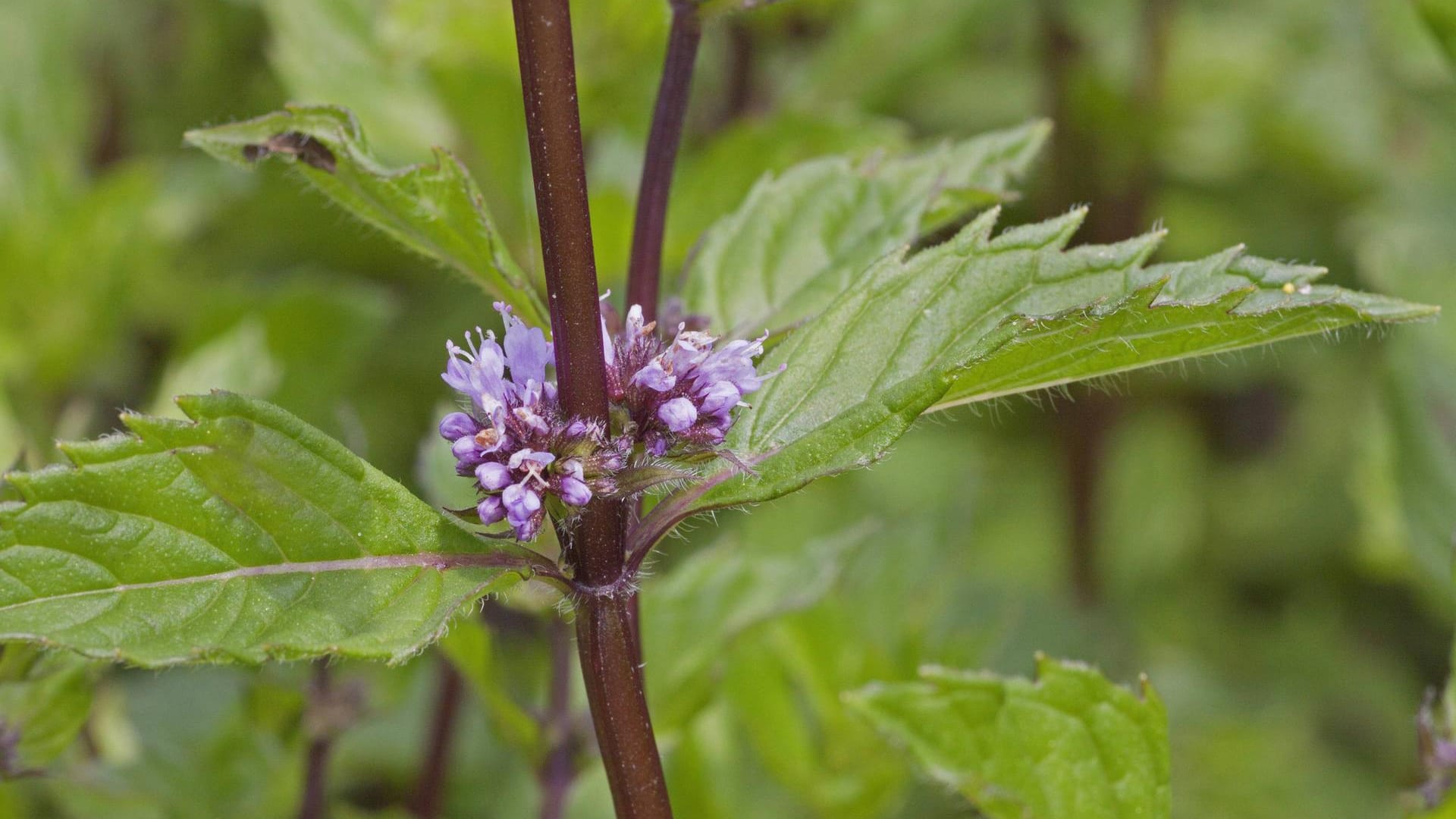 Blühende Pfefferminze: Auch nach der Blüte kann die Pfefferminze noch geerntet werden.