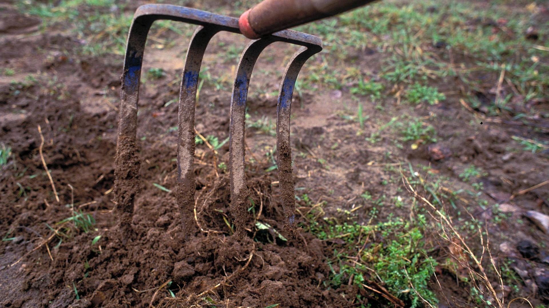 Ein Spaten als Gartenwerkzeug: Vor dem Rasen säen sollte die Erde aufgelockert werden.