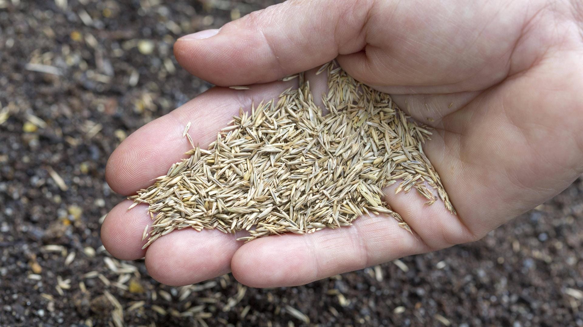 Eine Handvoll Rasensamen: Fein säuberlich werden die Grassamen über der aufgelockerten Erde verstreut.