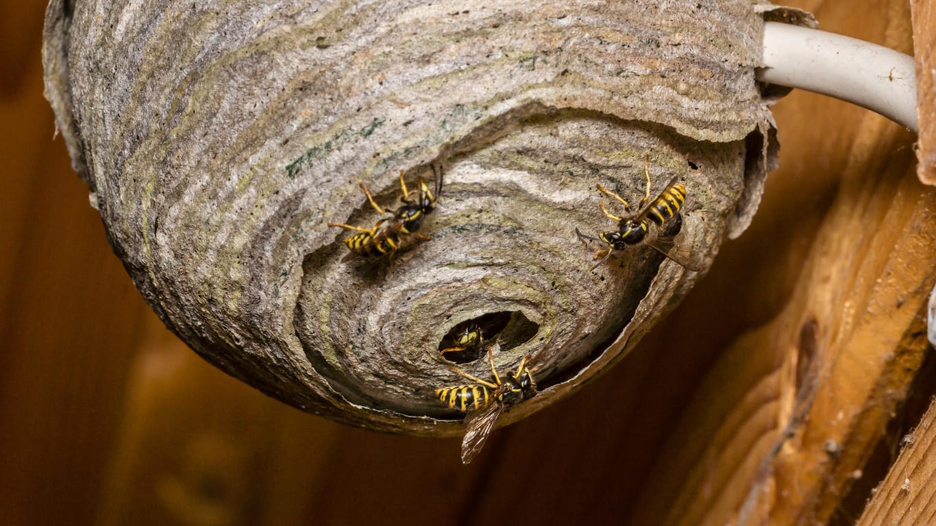 Wespennest: Wespen unterscheiden sich äußerlich recht stark von Bienen, Hummeln und anderen Verwandten.