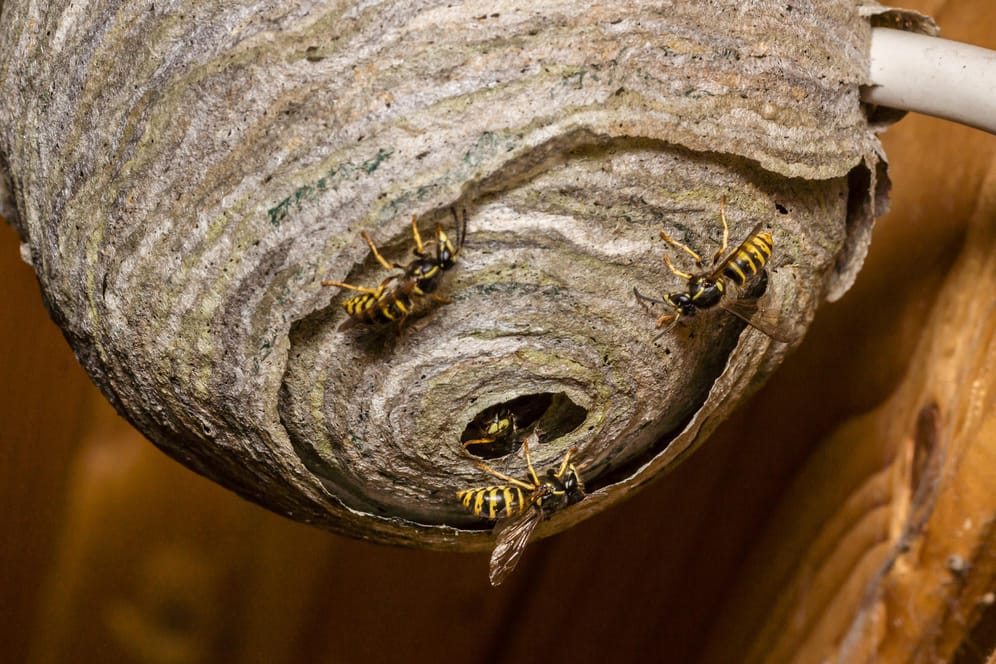Wespennest: Wespen unterscheiden sich äußerlich recht stark von Bienen, Hummeln und anderen Verwandten.