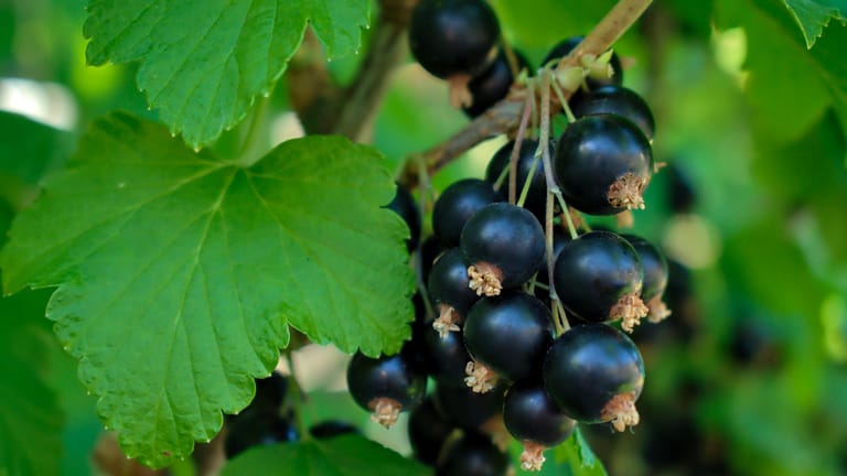 Schwarze Johannisbeeren: Die dunklen Früchte haben einen hohen Vitamin-C-Gehalt.