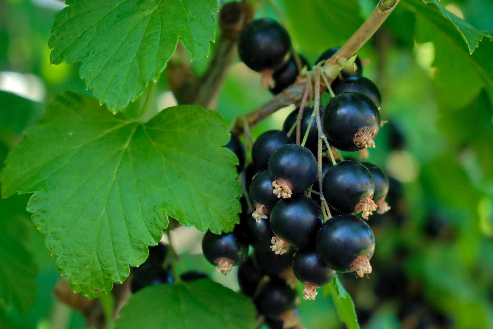 Schwarze Johannisbeeren: Die dunklen Früchte haben einen hohen Vitamin-C-Gehalt.