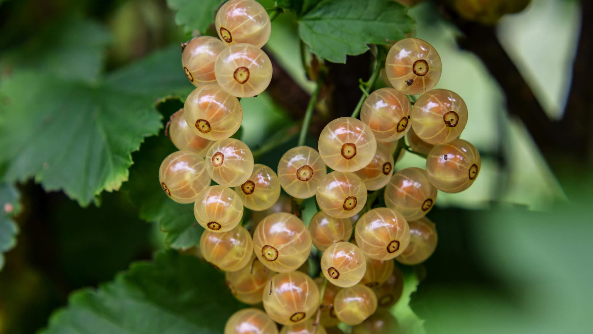 Weiße Johannisbeeren: Die hellen Früchte haben nur eine milde Säure.