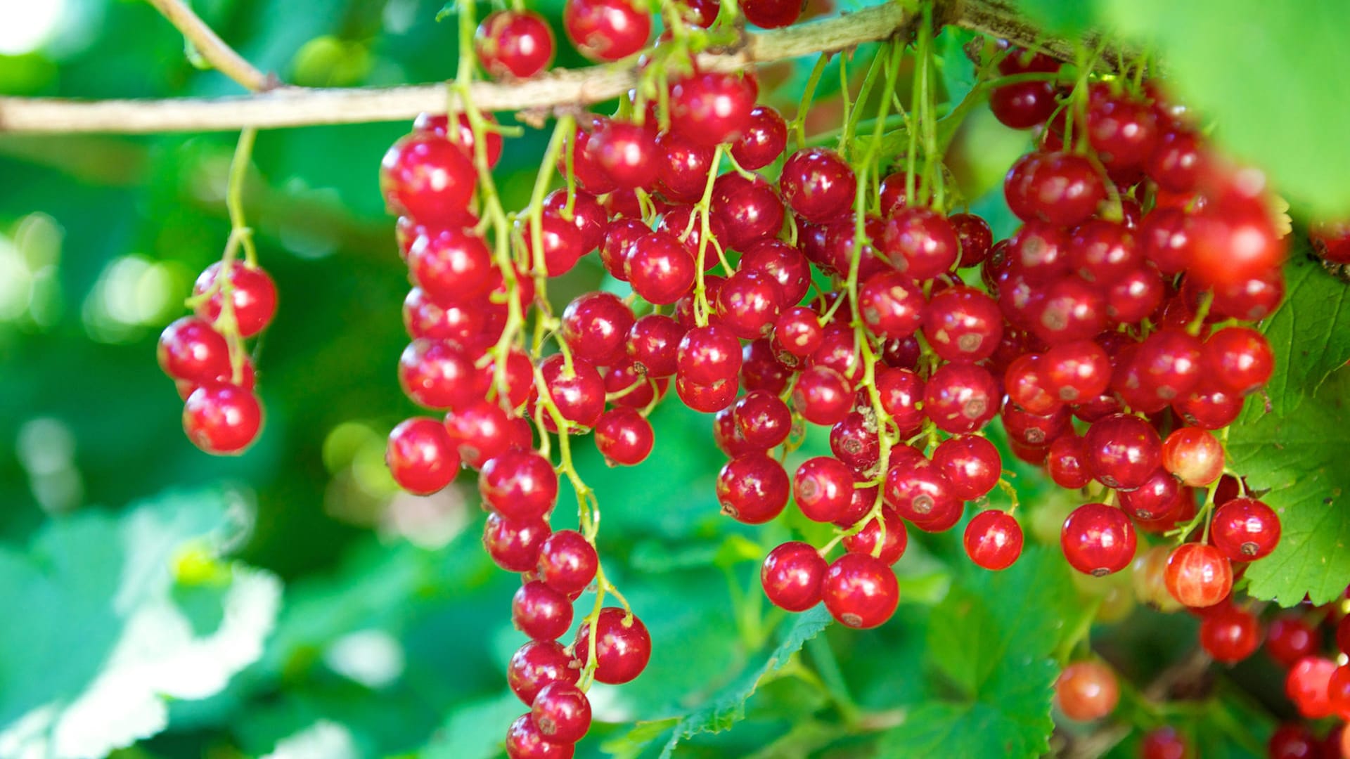 Rote Johannisbeeren: Entfernen Sie erst nach dem Waschen die Früchte von den Stielen.