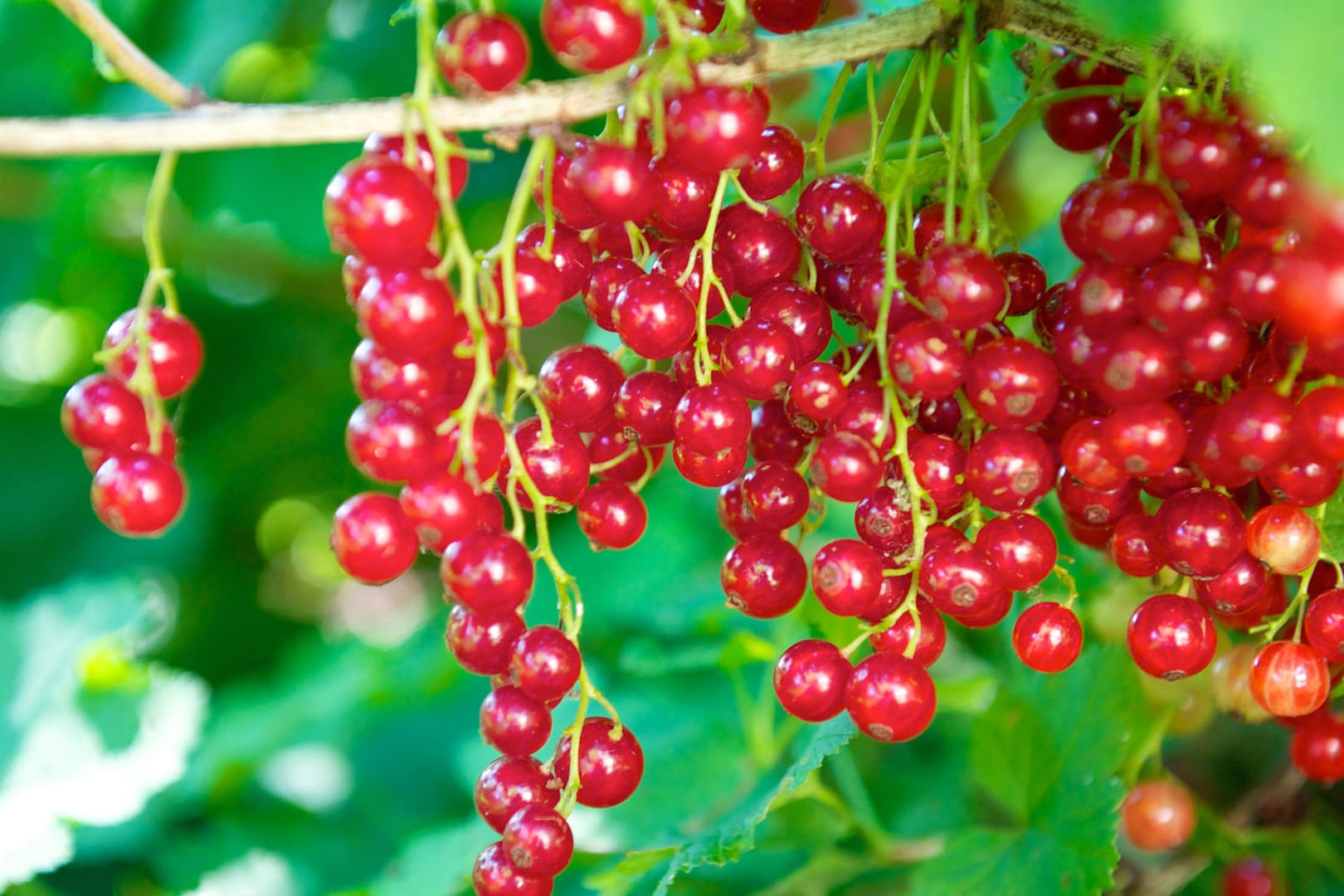 Rote Johannisbeeren: Entfernen Sie erst nach dem Waschen die Früchte von den Stielen.